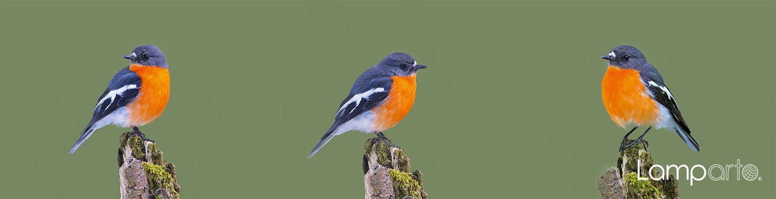 Flame Robin