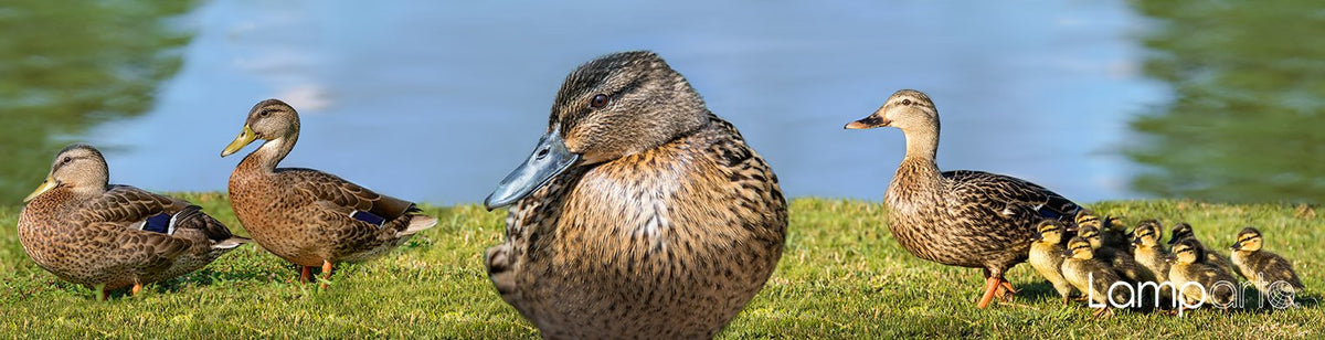 Duck Paddle
