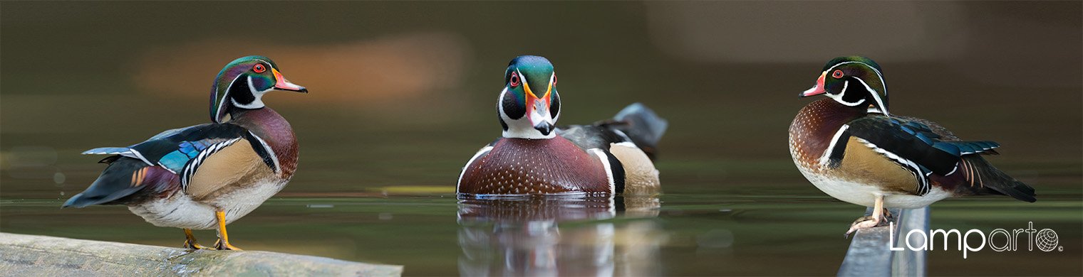 Wood Duck