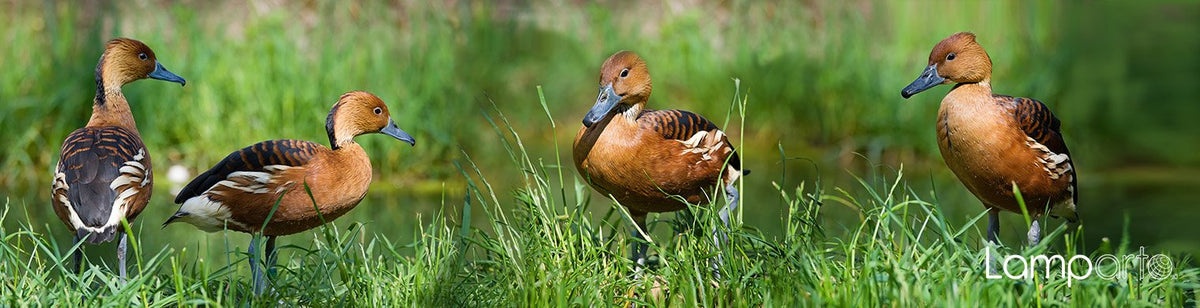 Fulvous Duck
