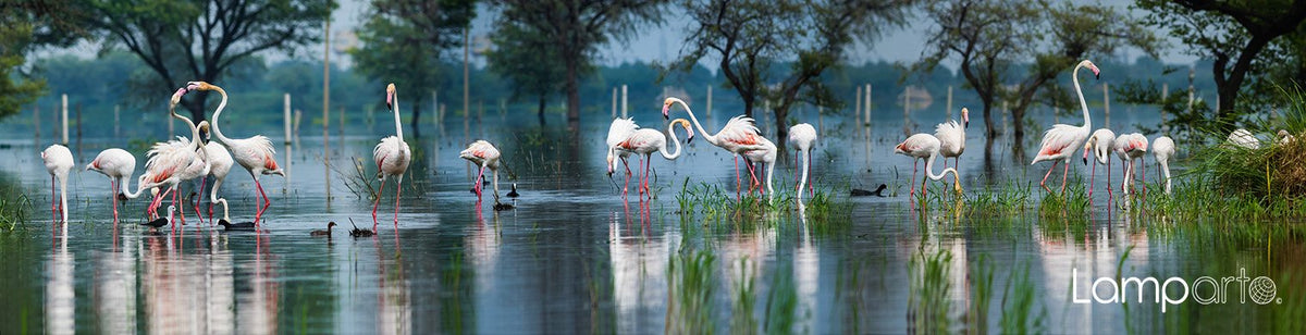 Flamingo Dance