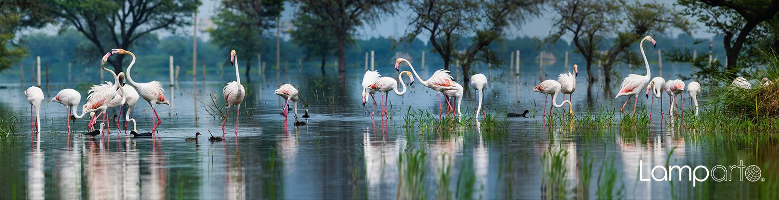 Flamingo Dance