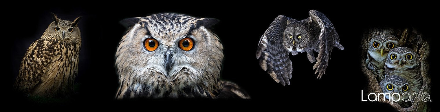 Owl Wisdom