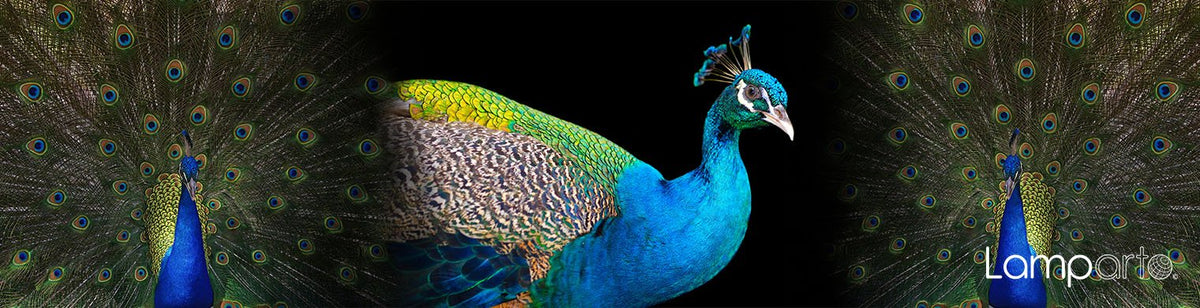 Proud Peacock