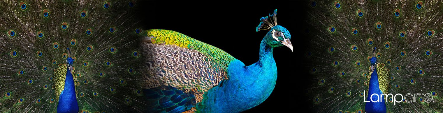 Proud Peacock