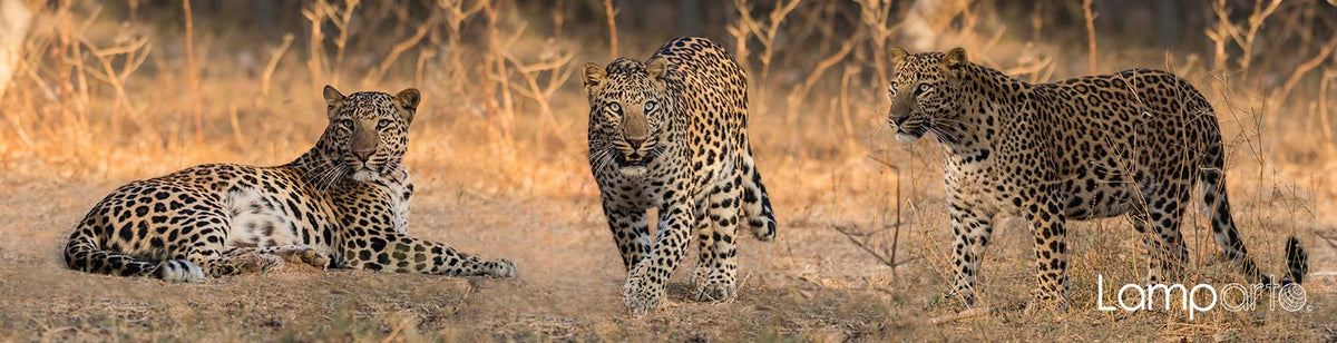 Leopard Fixation