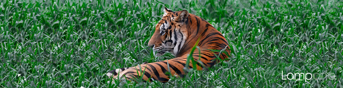 Endangered Stripes