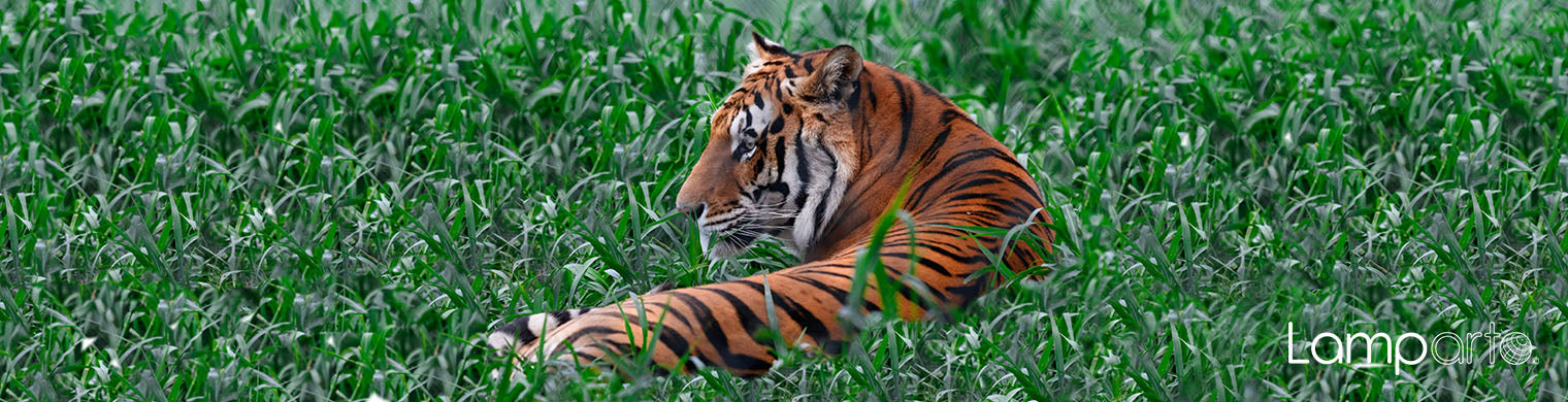 Endangered Stripes