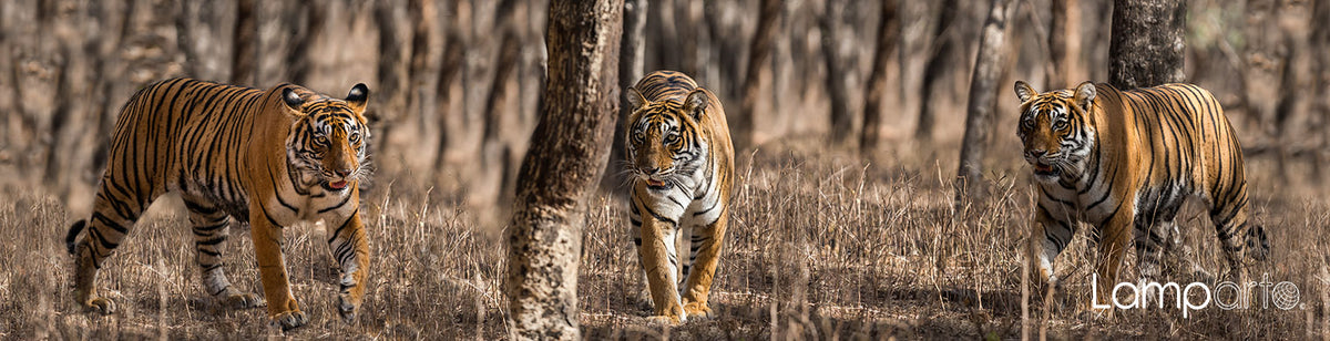 On the Prowl