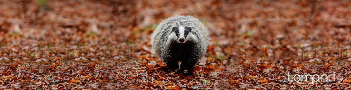 European Badger