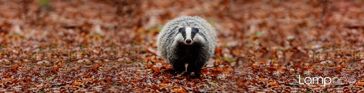 European Badger