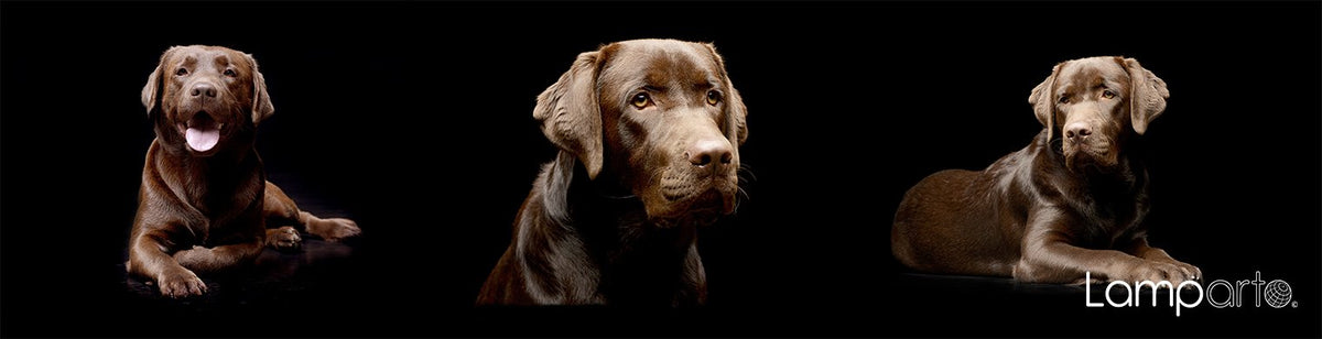 Brown Labrador