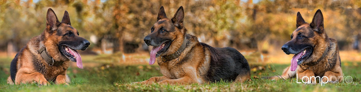 German Shepherd