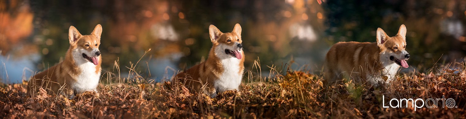 Welsh Corgi