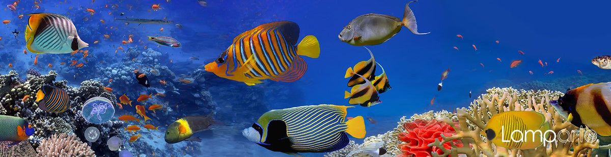 Finding Nemo