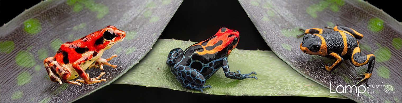 Kaleidoscope Frogs 1