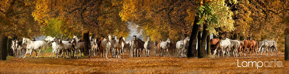 Meandering Horses