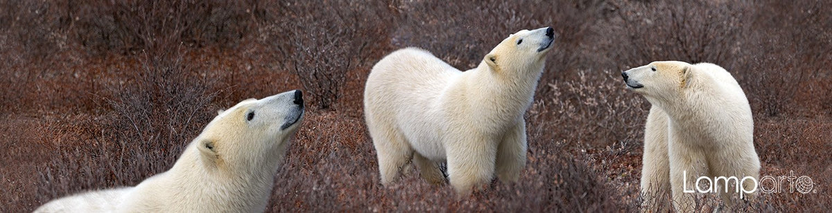 Bear on the Move