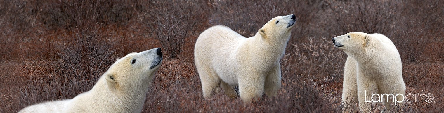 Bear on the Move