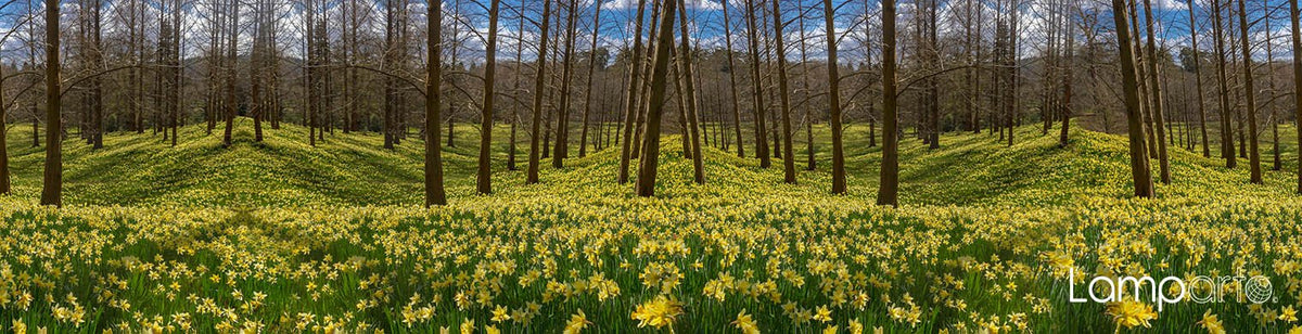 Daffodil Valley