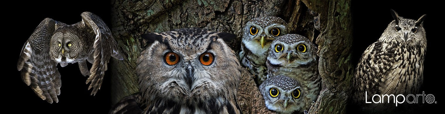 Parliement of Owls