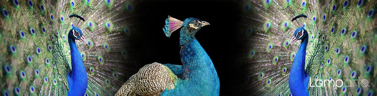 Peacock Strut