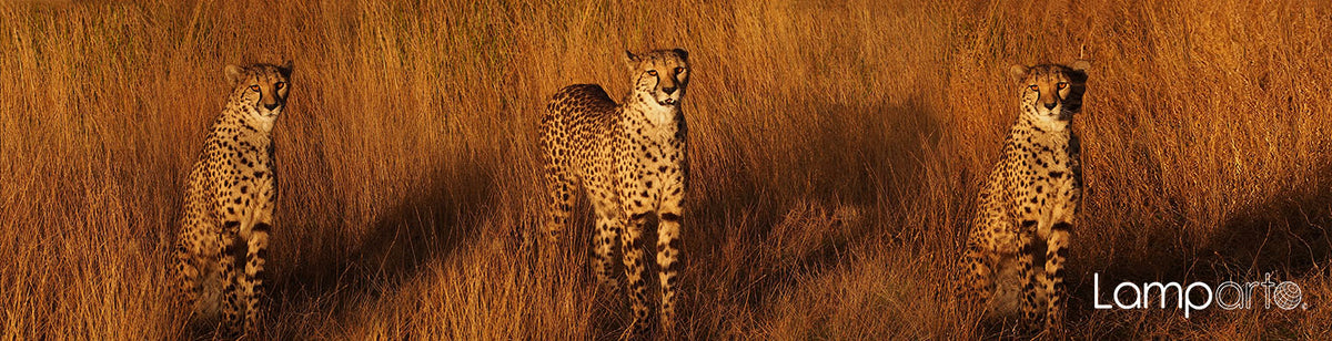 Long Grass Cheetah