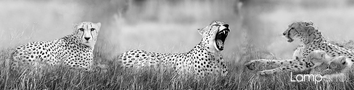 Cheetah Siesta