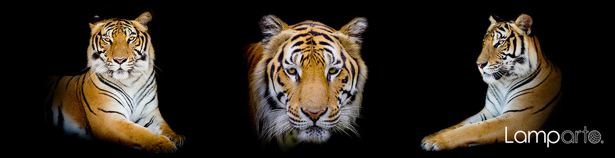 Tiger Portrait Pose