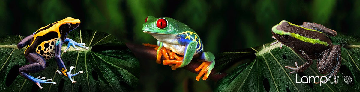 Kaleidoscope Frogs 2