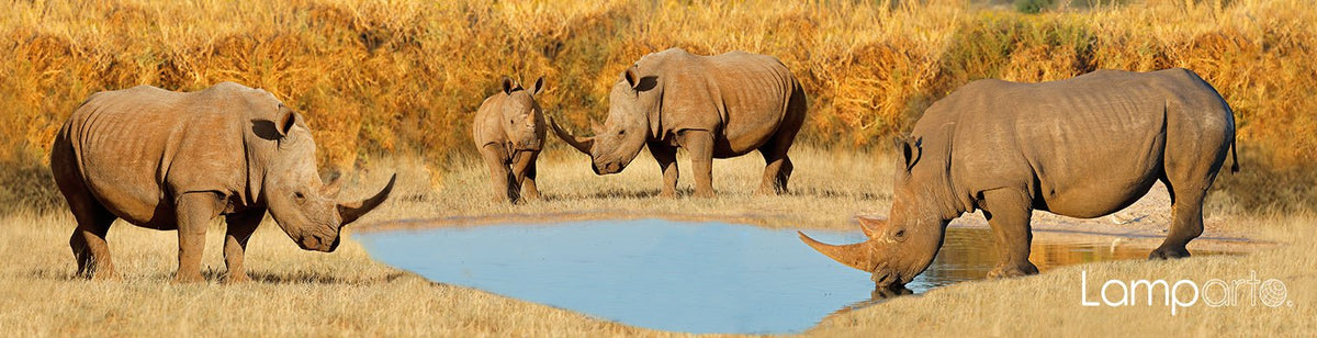 Protect the Rhino